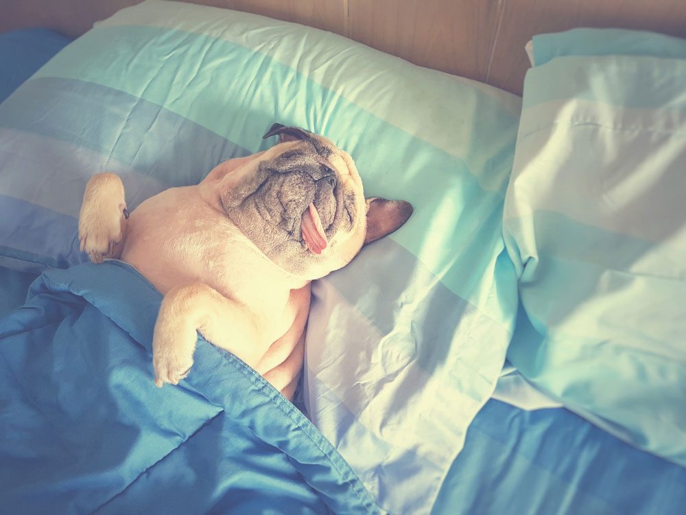sleepy-4-hg